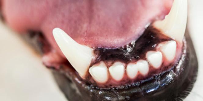 Dientes lisos en perro adulto