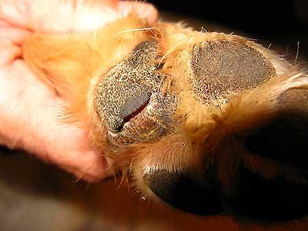 Corte la almohadilla de perro