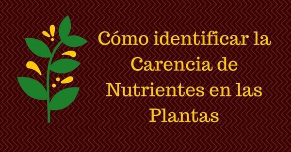 Cómo identificar la Carencia de Nutrientes en las Plantas