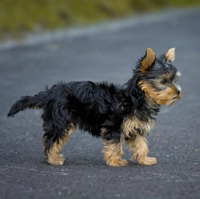mejor pienso para cachorros
