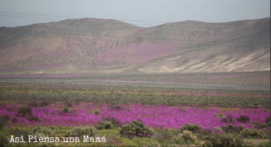 panoramica-desierto-atacama