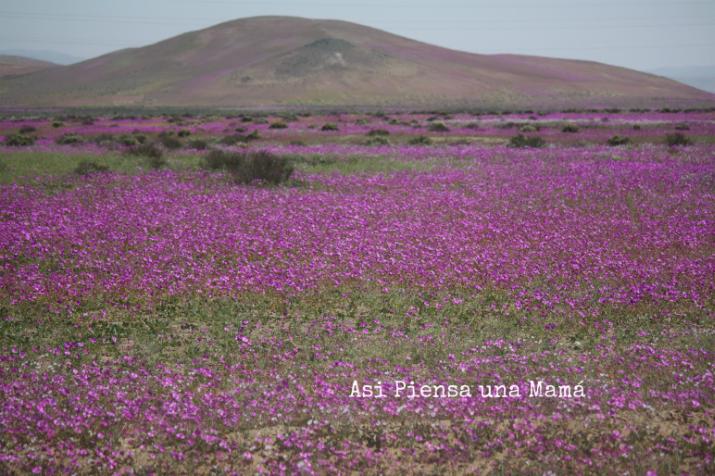 desierto-florido