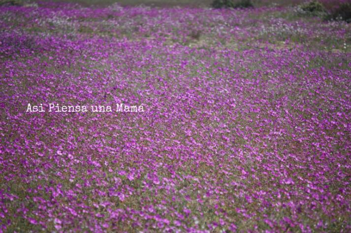 flores-moradas-atacama
