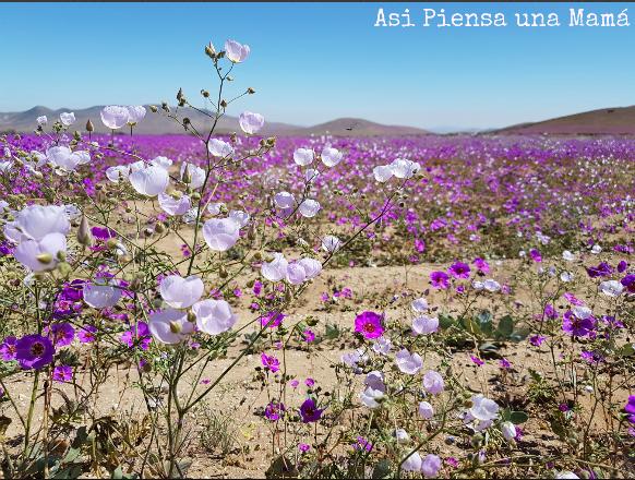 flores-desierto-atacama-rutas