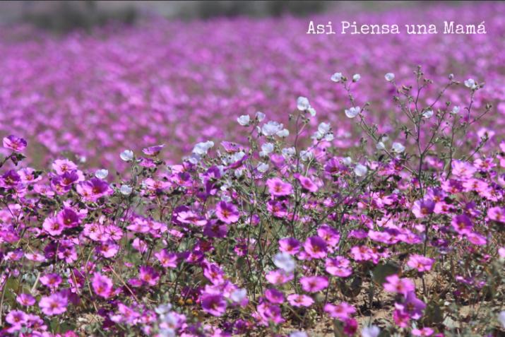 flores-ruta-desierto-florido