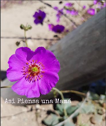 desierto-florido-ruta-interior