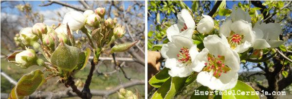 Flores de peral de Aranjuez