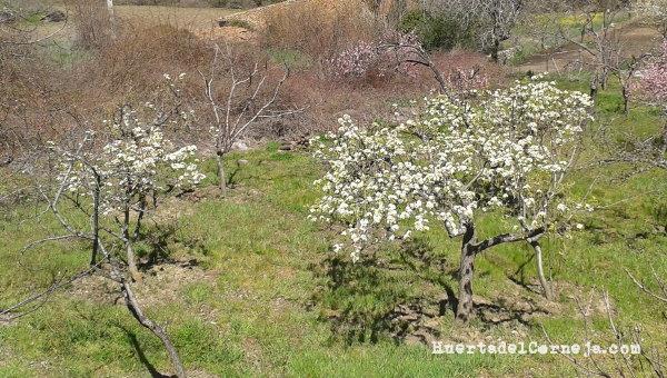 Perales en flor
