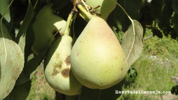 Peras afectadas por hongos, moteado.