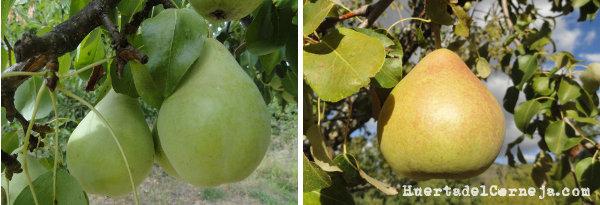 Variedades mejorada y autóctona de peras de Aranjuez
