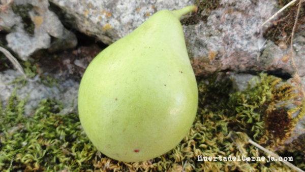 Pera de agua mejorada