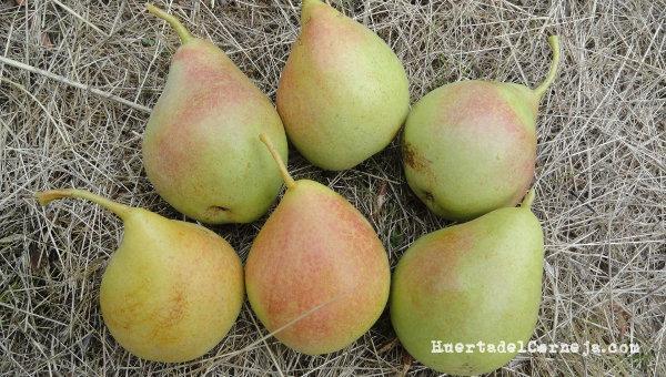 Peras de agua autóctonas