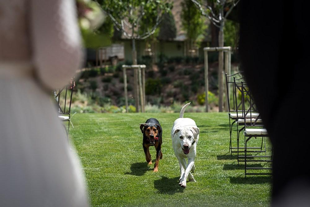 mascotas en bodas
