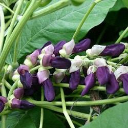 Mucuna Pruriens (Kavach Beej) para la eyaculacion precoz