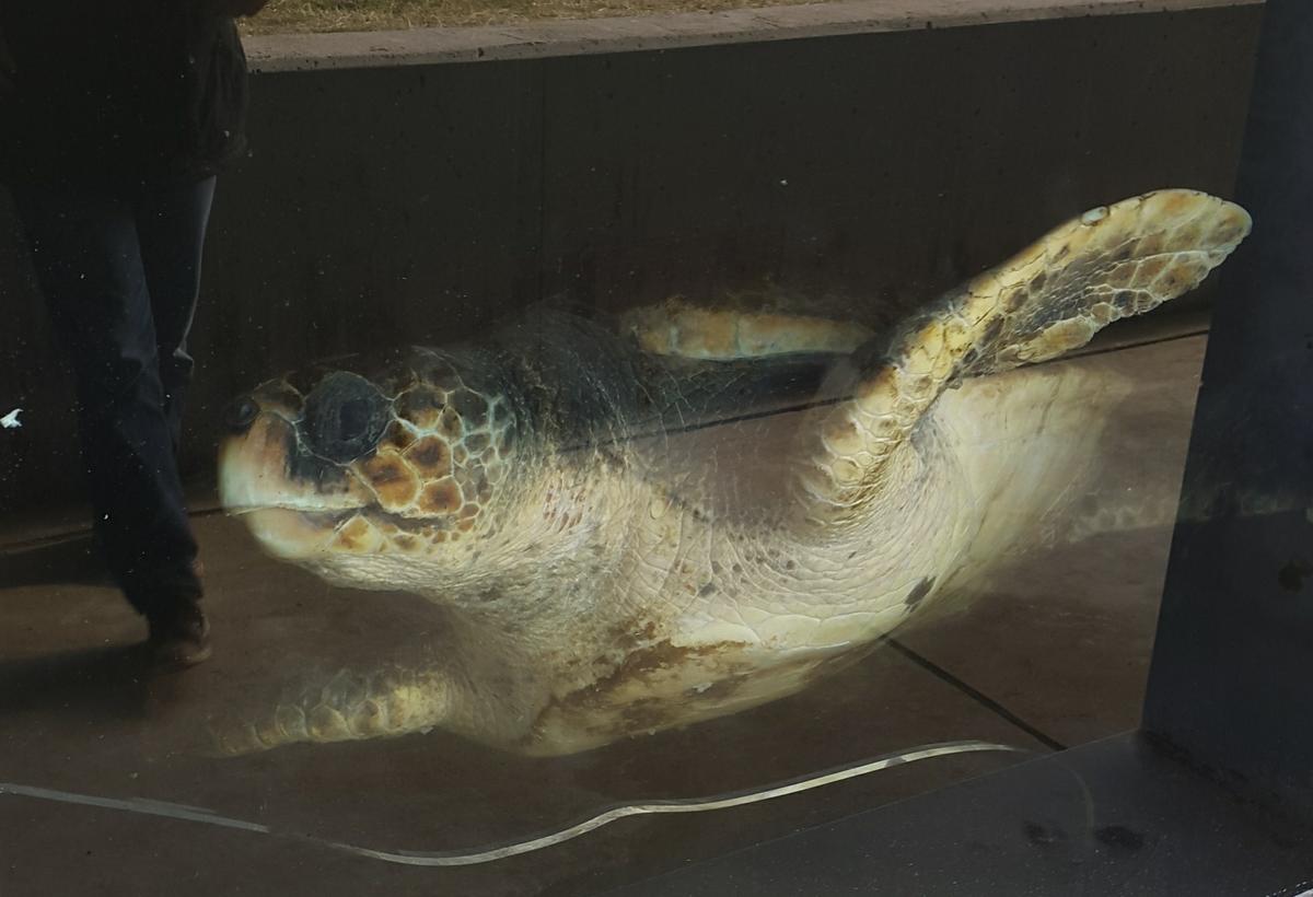 rescate-tortuga-cram