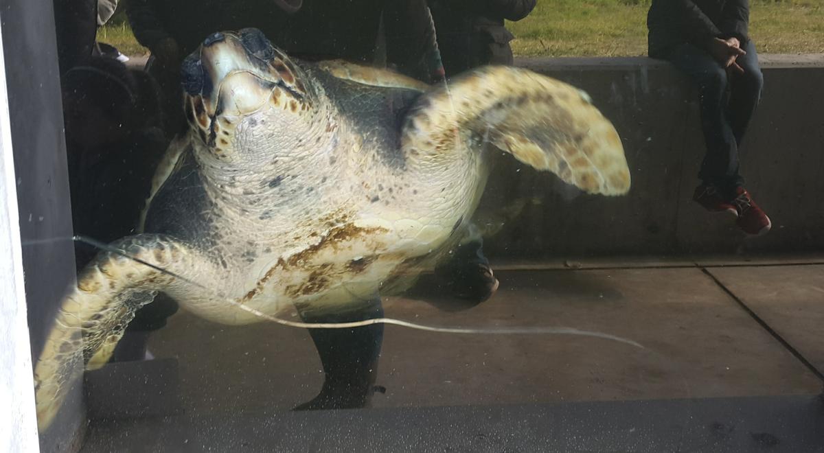 clinica-tortuga-cram