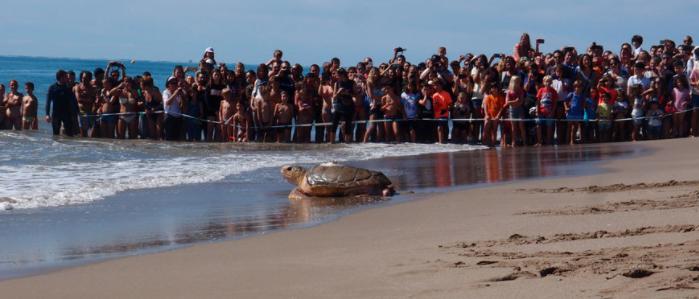 liberacion-tortuga-luna