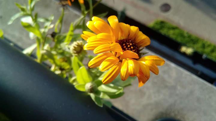 Como hacer buenas fotos con el movil como sacar buenas fotografias con el celular Android consejos y trucos de iluminacion enfoque perspectivas estabilidad aunsencia de flash zoom etc