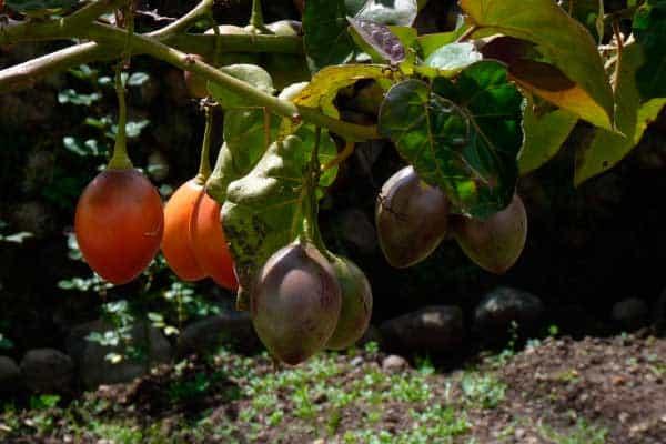tomate-plantar-tierra