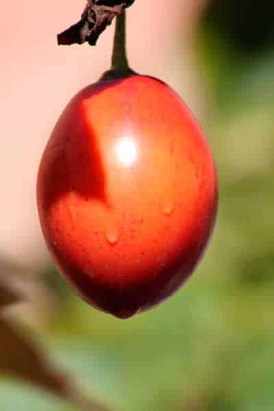fruto-tomate-arbol