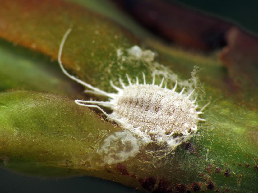 Cochinillas del género Pseudococcus