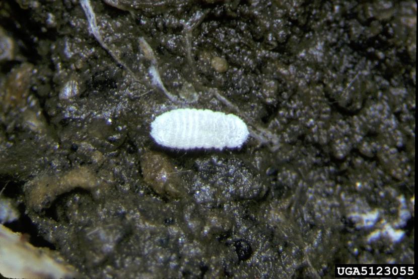 Cochinilla Rhizoecus