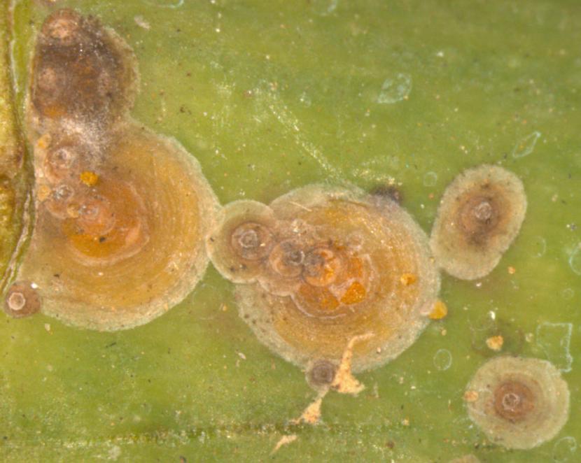 Aonidiella aurantii