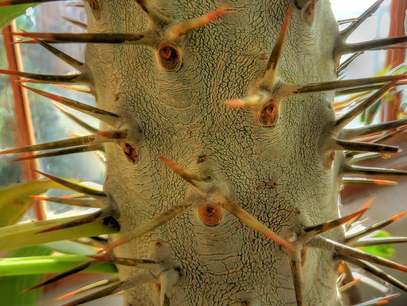 Tronco de Pachypodium lamerei