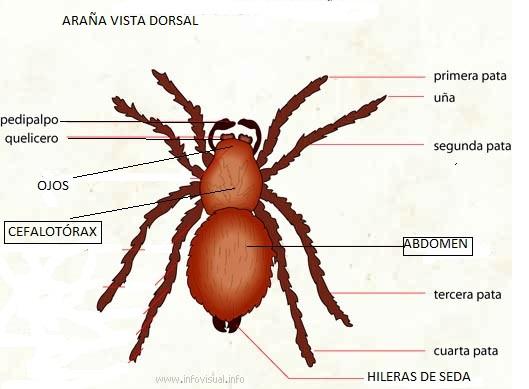 picaduras de araña 021