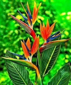 Heliconia, ave de paraíso, o pico de loro. Imágen referencial pinteret.
