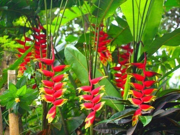 Heliconia, ave de paraíso, o pico de loro. Imágen referencial pinteret.
