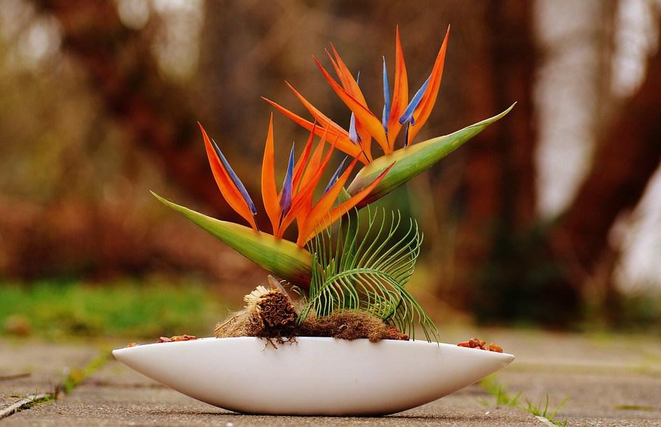Ikebana, arreglo floral Heliconia, ave de paraiso, o pico de loro. Imágen referencial pinteret.
