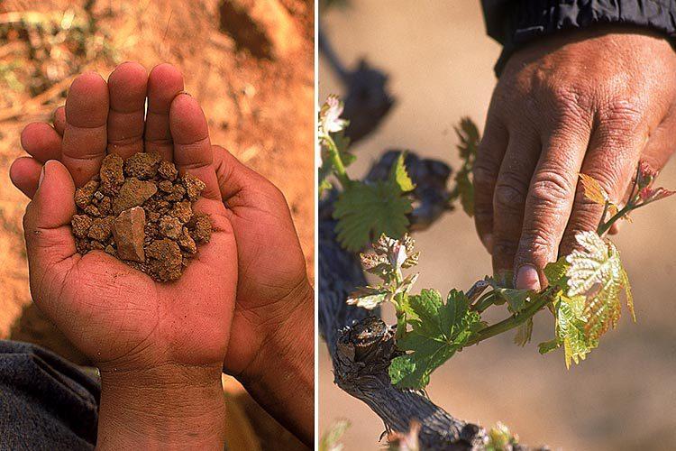 Monte Xanic cumple 30 años de hacer vino en mexico