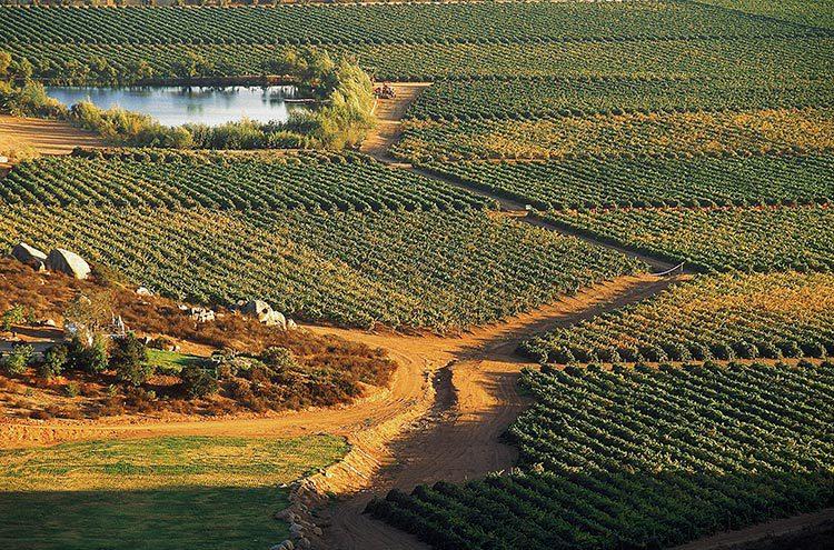 Monte Xanic cumple 30 años de hacer vino en mexico