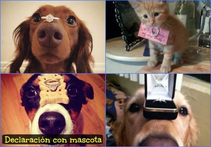 como pedir matrimonio con mascota
