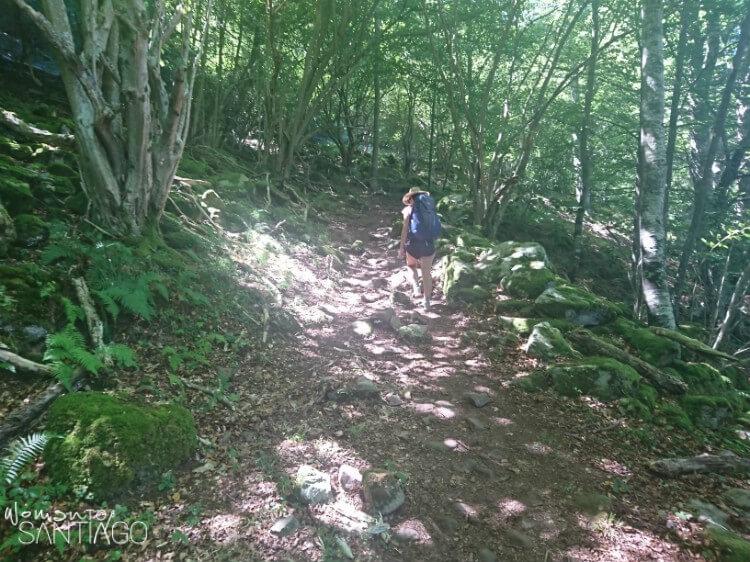 bosque canal de francos