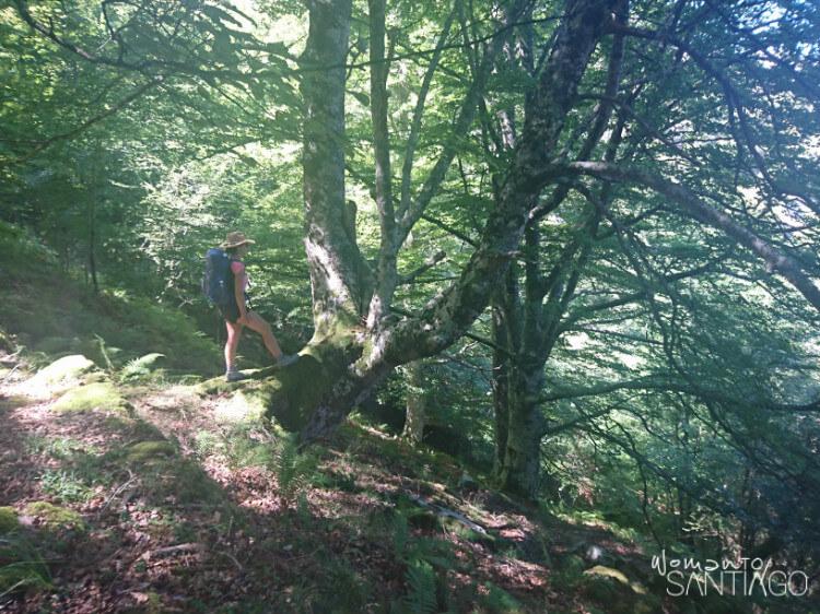 noelia paseando por el bosque