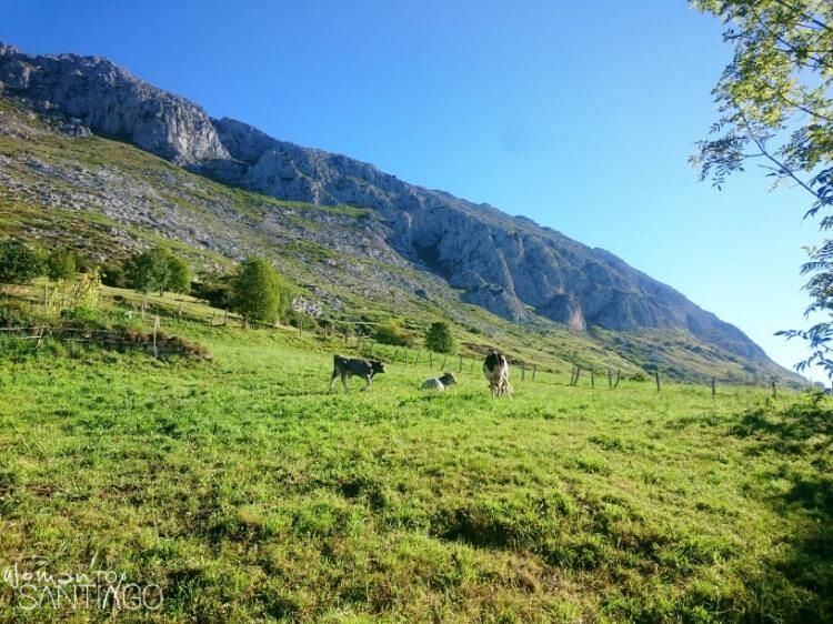 campo verde con ganado