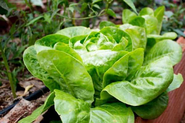 cogollo-riego-lechuga