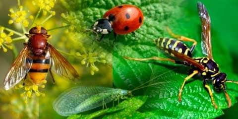 insectos-exterminadores-plagas-pulgon