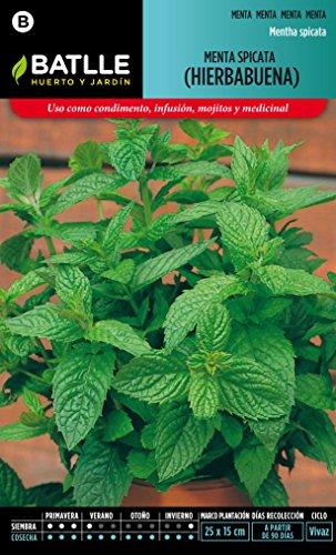 Semillas Batlle 097326BOLS - Menta Spicata
