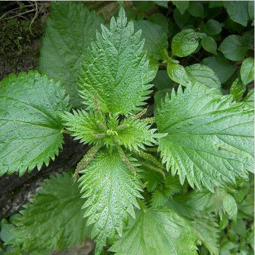 Urtica dioica - Ortiga mayor - Spg - Semillas