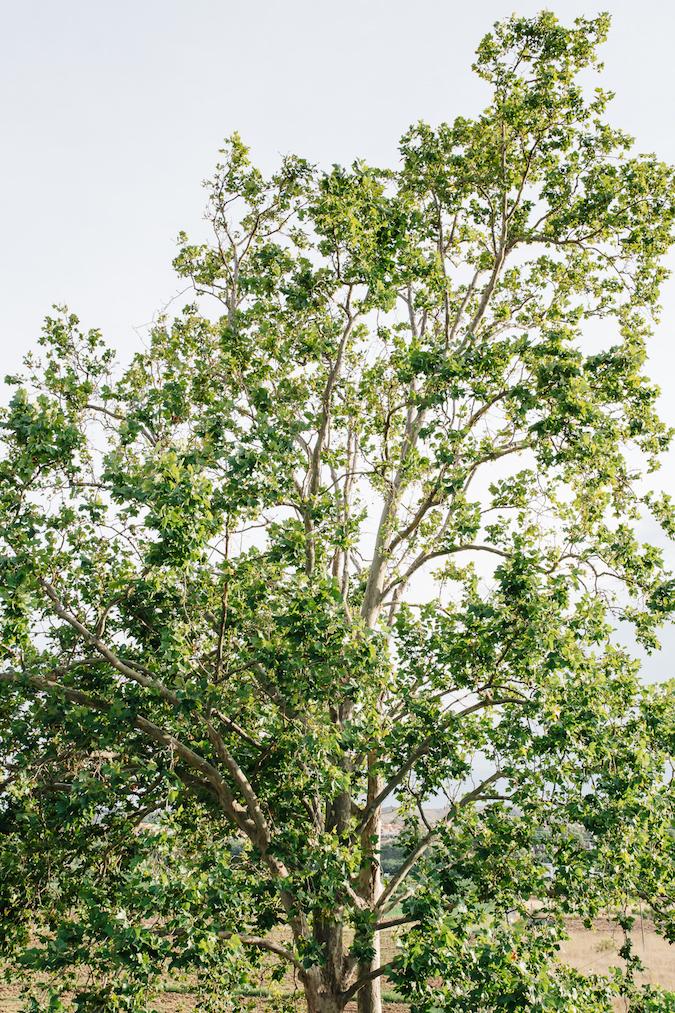 el jardin de mama ana TOGETHER PARTE I