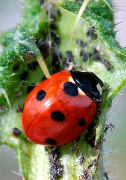 mariquita-limpiando-plaga
