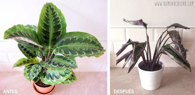 plantas fáciles de cuidar