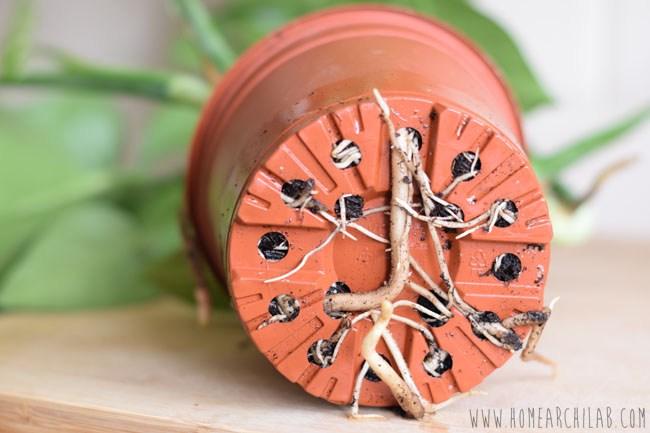 plantas fáciles de cuidar