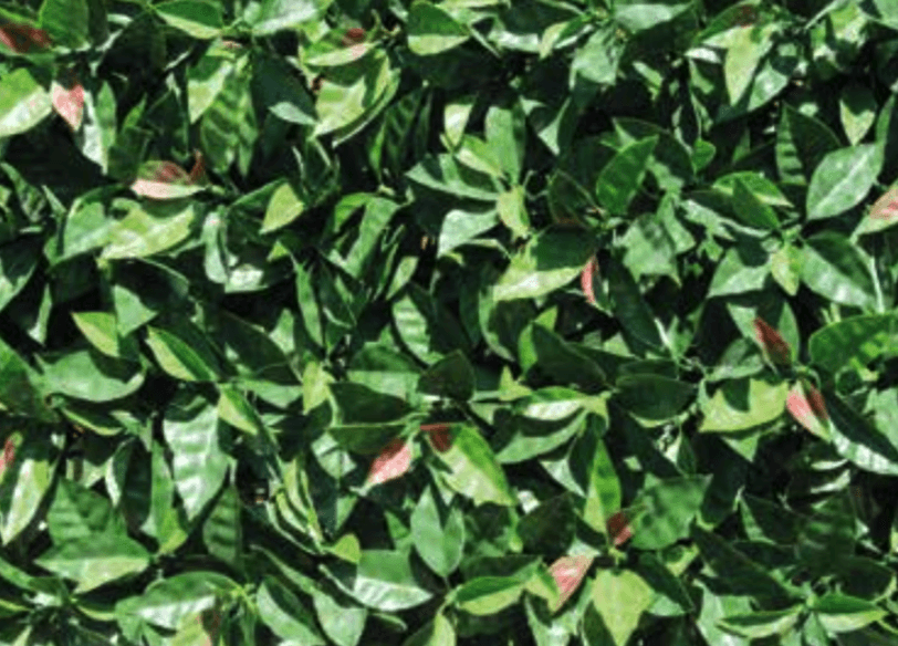 Seto artificial Photinia