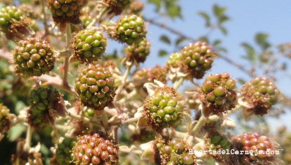 Zarzamoras inmaduras