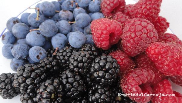 Moras, frambuesas y endrinas silvestres