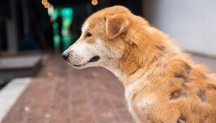 lesiones en piel de perro por enfermedad